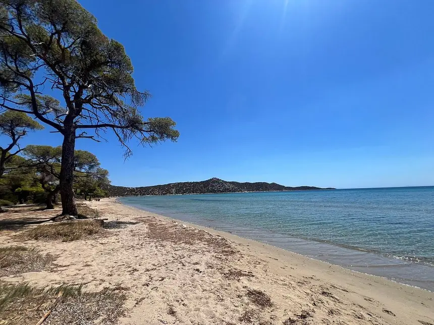 Schinias beach near Rafina — a long pine-backed beach with calm shallow water